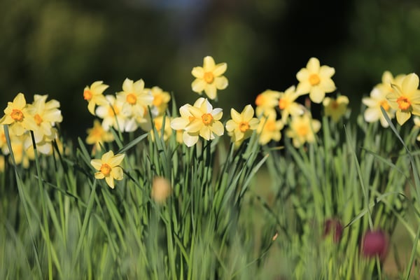 Daffodils from the Abbey Gardens