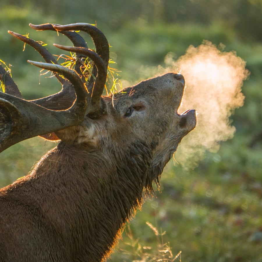 Red Stag