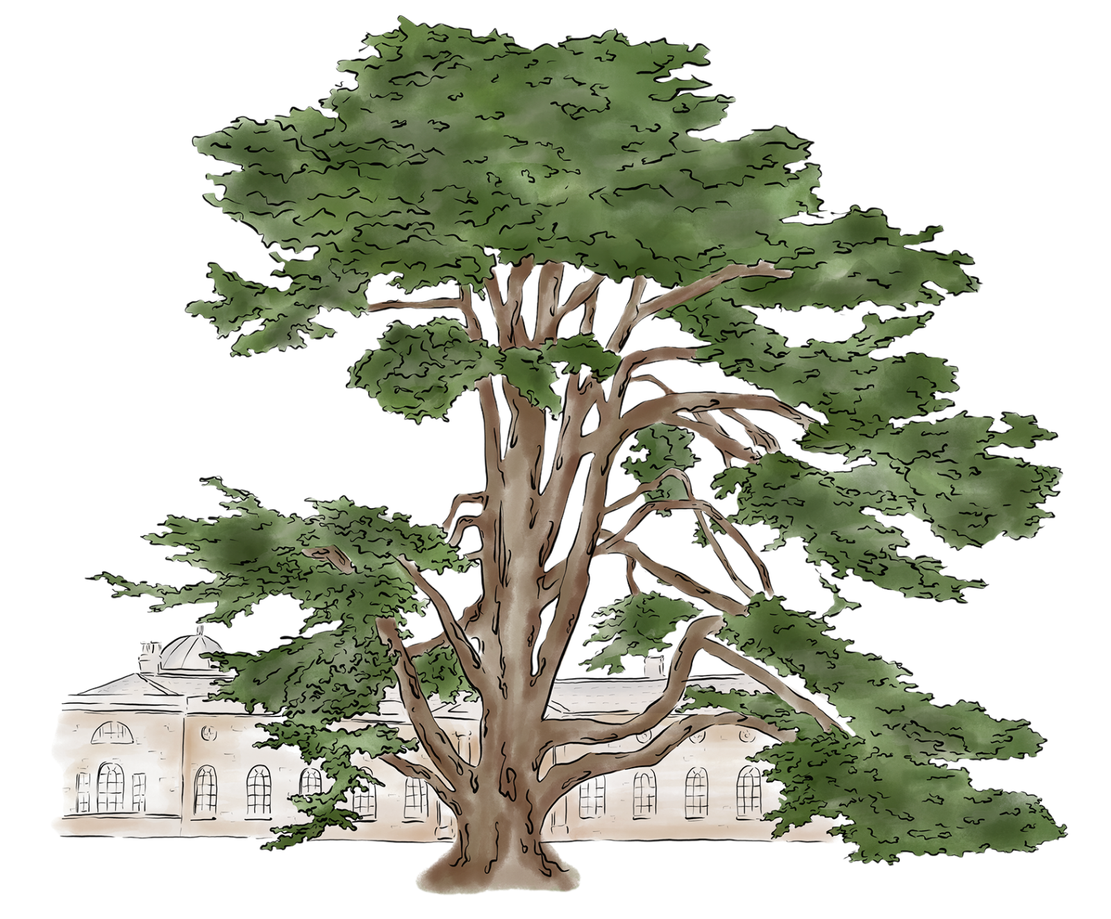 Tree Line Drawing